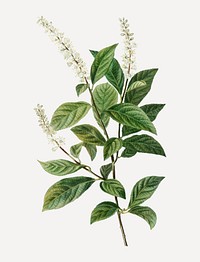 Vintage Virginia sweetspire branch plant vector