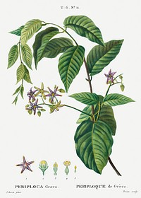 Silkvine, Periploca Graeca from Trait&eacute; des Arbres et Arbustes que l&rsquo;on cultive en France en pleine terre (1801&ndash;1819) by <a href="https://www.rawpixel.com/search/Redout%C3%A9?sort=curated&amp;page=1">Pierre-Joseph Redout&eacute;</a>. Original from the New York Public Library. Digitally enhanced by rawpixel.
