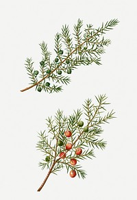 Vintage prickly juniper branch plant illustration