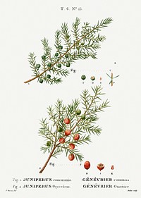 Common juniper, Juniperus communis and Prickly juniper , Juniperus oxycedrus from Trait&eacute; des Arbres et Arbustes que l&rsquo;on cultive en France en pleine terre (1801&ndash;1819) by <a href="https://www.rawpixel.com/search/Redout%C3%A9?sort=curated&amp;page=1">Pierre-Joseph Redout&eacute;</a>. Original from the New York Public Library. Digitally enhanced by rawpixel.