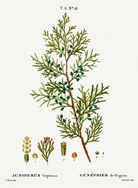 Virginian juniper, Juniperus virginiana from Trait&eacute; des Arbres et Arbustes que l&rsquo;on cultive en France en pleine terre (1801&ndash;1819) by <a href="https://www.rawpixel.com/search/Redout%C3%A9?sort=curated&amp;page=1">Pierre-Joseph Redout&eacute;</a>. Original from the New York Public Library. Digitally enhanced by rawpixel.