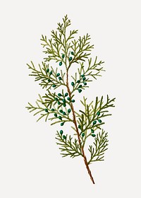 Vintage Virginian juniper branch plant vector