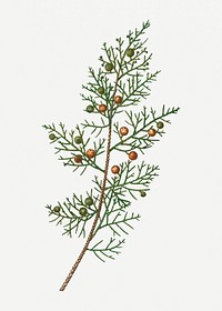 Vintage Phoenicean juniper branch plant illustration