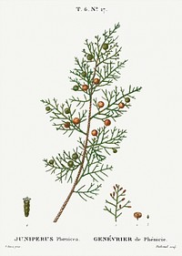 Phoenicean juniper, Juniperus phoenicea from Trait&eacute; des Arbres et Arbustes que l&rsquo;on cultive en France en pleine terre (1801&ndash;1819) by <a href="https://www.rawpixel.com/search/Redout%C3%A9?sort=curated&amp;page=1">Pierre-Joseph Redout&eacute;</a>. Original from the New York Public Library. Digitally enhanced by rawpixel.