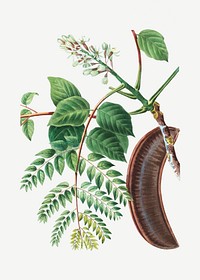 Kentucky coffee tree plant illustration