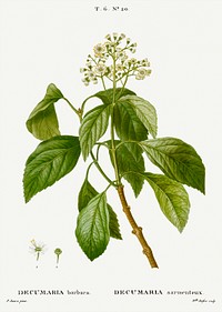 Climbing hydrangea, Decumaria barbara from Trait&eacute; des Arbres et Arbustes que l&#39;on cultive en France en pleine terre (1801&ndash;1819) by <a href="https://www.rawpixel.com/search/Redout%C3%A9?sort=curated&amp;page=1">Pierre-Joseph Redout&eacute;</a>. Original from the New York Public Library. Digitally enhanced by rawpixel.