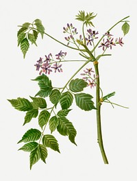Vintage blossoming chinaberry plant illustration