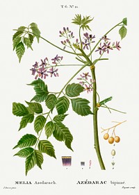 Chinaberry, Melia azedarach from Trait&eacute; des Arbres et Arbustes que l&#39;on cultive en France en pleine terre (1801&ndash;1819) by <a href="https://www.rawpixel.com/search/Redout%C3%A9?sort=curated&amp;page=1">Pierre-Joseph Redout&eacute;</a>. Original from the New York Public Library. Digitally enhanced by rawpixel.