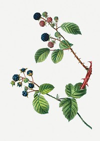 Blackberry and dewberry plant illustration