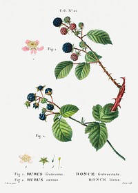 1. Blackberry (Rubus fruticosus) 2. Dewberry (Rubus caesius) from Trait&eacute; des Arbres et Arbustes que l&rsquo;on cultive en France en pleine terre (1801&ndash;1819) by <a href="https://www.rawpixel.com/search/Redout%C3%A9?sort=curated&amp;page=1">Pierre-Joseph Redout&eacute;</a>. Original from the New York Public Library. Digitally enhanced by rawpixel.