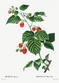 European Raspberry (Rubus id&aelig;us) from Trait&eacute; des Arbres et Arbustes que l&rsquo;on cultive en France en pleine terre (1801&ndash;1819) by <a href="https://www.rawpixel.com/search/Redout%C3%A9?sort=curated&amp;page=1">Pierre-Joseph Redout&eacute;</a>. Original from the New York Public Library. Digitally enhanced by rawpixel.