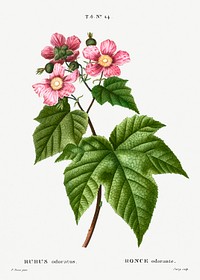 purple flowering raspberry (Rubus odoratus) from Trait&eacute; des Arbres et Arbustes que l&rsquo;on cultive en France en pleine terre (1801&ndash;1819) by <a href="https://www.rawpixel.com/search/Redout%C3%A9?sort=curated&amp;page=1">Pierre-Joseph Redout&eacute;</a>. Original from the New York Public Library. Digitally enhanced by rawpixel.
