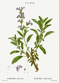 Garden sage, Salvia officinalis from Trait&eacute; des Arbres et Arbustes que l&#39;on cultive en France en pleine terre (1801&ndash;1819) by <a href="https://www.rawpixel.com/search/Redout%C3%A9?sort=curated&amp;page=1">Pierre-Joseph Redout&eacute;</a>. Original from the New York Public Library. Digitally enhanced by rawpixel.