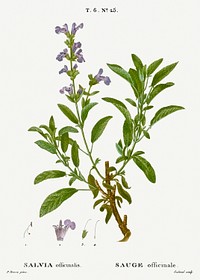 Garden sage, Salvia officinalis from Trait&eacute; des Arbres et Arbustes que l'on cultive en France en pleine terre (1801&ndash;1819) by Pierre-Joseph Redout&eacute;. Original from the New York Public Library. Digitally enhanced by rawpixel.