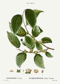Date plum, Diospyros lotus from Trait&eacute; des Arbres et Arbustes que l&#39;on cultive en France en pleine terre (1801&ndash;1819) by <a href="https://www.rawpixel.com/search/Redout%C3%A9?sort=curated&amp;page=1">Pierre-Joseph Redout&eacute;</a>. Original from the New York Public Library. Digitally enhanced by rawpixel.
