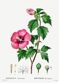 Rose of Sharon (Hibiscus syriacus) from Trait&eacute; des Arbres et Arbustes que l&rsquo;on cultive en France en pleine terre (1801&ndash;1819) by <a href="https://www.rawpixel.com/search/Redout%C3%A9?sort=curated&amp;page=1">Pierre-Joseph Redout&eacute;</a>. Original from the New York Public Library. Digitally enhanced by rawpixel.