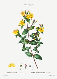 Stinking tutsan (Hypericum hircinum) from Trait&eacute; des Arbres et Arbustes que l&rsquo;on cultive en France en pleine terre (1801&ndash;1819) by <a href="https://www.rawpixel.com/search/Redout%C3%A9?sort=curated&amp;page=1">Pierre-Joseph Redout&eacute;</a>. Original from the New York Public Library. Digitally enhanced by rawpixel.