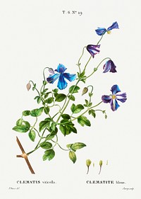 Clematis viticella (Clematite bleue) from Trait&eacute; des Arbres et Arbustes que l&rsquo;on cultive en France en pleine terre (1801&ndash;1819) by <a href="https://www.rawpixel.com/search/Redout%C3%A9?sort=curated&amp;page=1">Pierre-Joseph Redout&eacute;</a>. Original from the New York Public Library. Digitally enhanced by rawpixel.