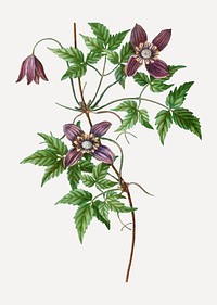 Vintage blooming alpine clematis vector