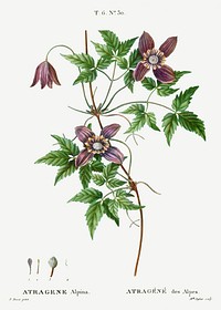 Alpine clematis (Atragene alpina) from Trait&eacute; des Arbres et Arbustes que l&rsquo;on cultive en France en pleine terre (1801&ndash;1819) by <a href="https://www.rawpixel.com/search/Redout%C3%A9?sort=curated&amp;page=1">Pierre-Joseph Redout&eacute;</a>. Original from the New York Public Library. Digitally enhanced by rawpixel.