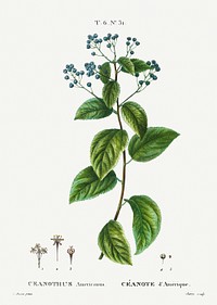 New Jersey tea, Ceanothus americanus from Trait&eacute; des Arbres et Arbustes que l&#39;on cultive en France en pleine terre (1801&ndash;1819) by <a href="https://www.rawpixel.com/search/Redout%C3%A9?sort=curated&amp;page=1">Pierre-Joseph Redout&eacute;</a>. Original from the New York Public Library. Digitally enhanced by rawpixel.