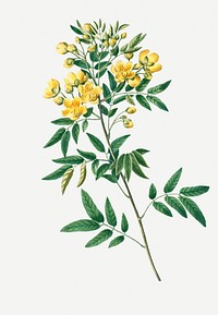Argentine senna flowering plant illustration
