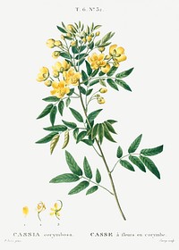 Argentine senna (Cassia corymbosa) from Trait&eacute; des Arbres et Arbustes que l&rsquo;on cultive en France en pleine terre (1801&ndash;1819) by <a href="https://www.rawpixel.com/search/Redout%C3%A9?sort=curated&amp;page=1">Pierre-Joseph Redout&eacute;</a>. Original from the New York Public Library. Digitally enhanced by rawpixel.