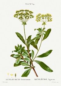 Shrubby hare&#39;s-ear, Bupleurum fruticosum from Trait&eacute; des Arbres et Arbustes que l&#39;on cultive en France en pleine terre (1801&ndash;1819) by <a href="https://www.rawpixel.com/search/Redout%C3%A9?sort=curated&amp;page=1">Pierre-Joseph Redout&eacute;</a>. Original from the New York Public Library. Digitally enhanced by rawpixel.