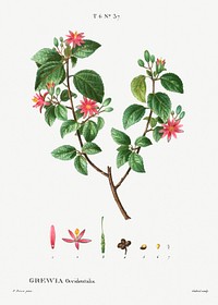 Crossberry (Grewia occidentalis) from Trait&eacute; des Arbres et Arbustes que l&rsquo;on cultive en France en pleine terre (1801&ndash;1819) by <a href="https://www.rawpixel.com/search/Redout%C3%A9?sort=curated&amp;page=1">Pierre-Joseph Redout&eacute;</a>. Original from the New York Public Library. Digitally enhanced by rawpixel.