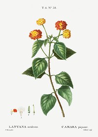 Tickberry (Lantana aculeata) from Trait&eacute; des Arbres et Arbustes que l&rsquo;on cultive en France en pleine terre (1801&ndash;1819) by <a href="https://www.rawpixel.com/search/Redout%C3%A9?sort=curated&amp;page=1">Pierre-Joseph Redout&eacute;</a>. Original from the New York Public Library. Digitally enhanced by rawpixel.