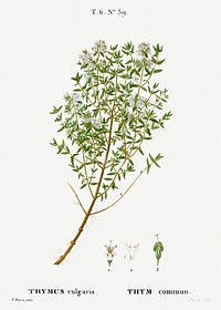 Garden thyme, Thymus vulgaris from Trait&eacute; des Arbres et Arbustes que l&#39;on cultive en France en pleine terre (1801&ndash;1819) by <a href="https://www.rawpixel.com/search/Redout%C3%A9?sort=curated&amp;page=1">Pierre-Joseph Redout&eacute;</a>. Original from the New York Public Library. Digitally enhanced by rawpixel.