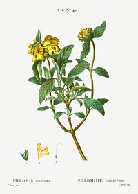 Jerusalem sage (Phlomis fruticosa) from Trait&eacute; des Arbres et Arbustes que l&rsquo;on cultive en France en pleine terre (1801&ndash;1819) by <a href="https://www.rawpixel.com/search/Redout%C3%A9?sort=curated&amp;page=1">Pierre-Joseph Redout&eacute;</a>. Original from the New York Public Library. Digitally enhanced by rawpixel.