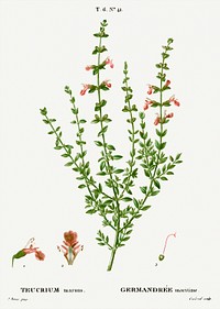 Cat thyme, Teucrium marum from Trait&eacute; des Arbres et Arbustes que l&#39;on cultive en France en pleine terre (1801&ndash;1819) by <a href="https://www.rawpixel.com/search/Redout%C3%A9?sort=curated&amp;page=1">Pierre-Joseph Redout&eacute;</a>. Original from the New York Public Library. Digitally enhanced by rawpixel.