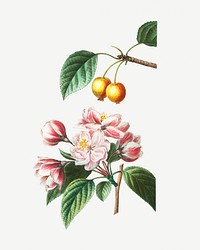 Flowering crabapple and Chinese flowering apple flowering plant illustration