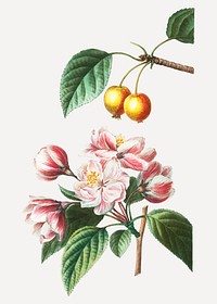 Vintage flowering crabapple and Chinese flowering apple vector
