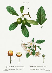 1. Southern crabapple, Malus sempervirens 2. Siberian crabapple, Malus baccata from Trait&eacute; des Arbres et Arbustes que l&#39;on cultive en France en pleine terre (1801&ndash;1819) by <a href="https://www.rawpixel.com/search/Redout%C3%A9?sort=curated&amp;page=1">Pierre-Joseph Redout&eacute;</a>. Original from the New York Public Library. Digitally enhanced by rawpixel.