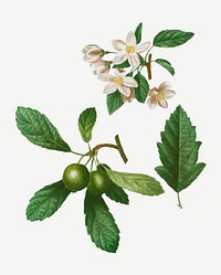 Southern crabapple and Siberian crabapple vector