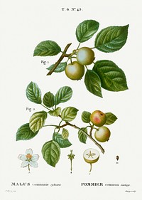 European crabapple, Malus communis sylvestris from Trait&eacute; des Arbres et Arbustes que l&#39;on cultive en France en pleine terre (1801&ndash;1819) by <a href="https://www.rawpixel.com/search/Redout%C3%A9?sort=curated&amp;page=1">Pierre-Joseph Redout&eacute;</a>. Original from the New York Public Library. Digitally enhanced by rawpixel.