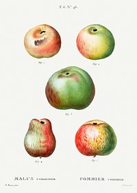 Apple, Malus communis from Trait&eacute; des Arbres et Arbustes que l&#39;on cultive en France en pleine terre (1801&ndash;1819) by <a href="https://www.rawpixel.com/search/Redout%C3%A9?sort=curated&amp;page=1">Pierre-Joseph Redout&eacute;</a>. Original from the New York Public Library. Digitally enhanced by rawpixel.