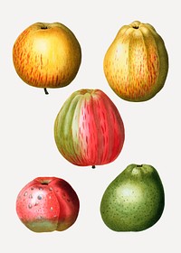 Vintage colorful raw apples vector
