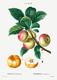 Apple (Malus communis) from Trait&eacute; des Arbres et Arbustes que l&rsquo;on cultive en France en pleine terre (1801&ndash;1819) by <a href="https://www.rawpixel.com/search/Redout%C3%A9?sort=curated&amp;page=1">Pierre-Joseph Redout&eacute;</a>. Original from the New York Public Library. Digitally enhanced by rawpixel.