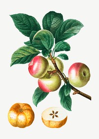 Vintage apples on a branch vector
