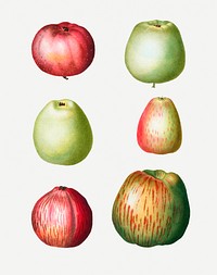 Various apple shapes fruit plant illustration