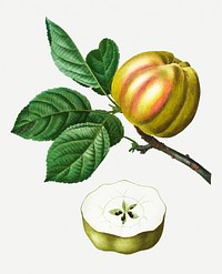 Vintage apple tree branch illustration