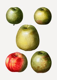 Vintage colorful raw apples vector