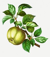 Vintage apple on a branch illustration