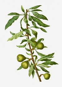 Vintage willow-leaved pear tree illustration