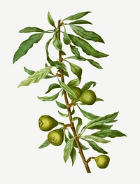 Vintage willow-leaved pear tree vector