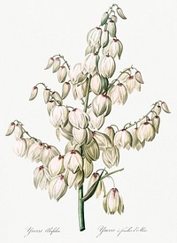 Aloe yucca illustration from Les liliac&eacute;es (1805) by <a href="https://www.rawpixel.com/search/redoute?sort=curated&amp;page=1">Pierre-Joseph Redout&eacute;</a>. Original from New York Public Library. Digitally enhanced by rawpixel.