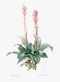 Latin American lady orchid illustration from Les liliac&eacute;es (1805) by <a href="https://www.rawpixel.com/search/redoute?sort=curated&amp;page=1">Pierre-Joseph Redout&eacute;</a>. Original from New York Public Library. Digitally enhanced by rawpixel.